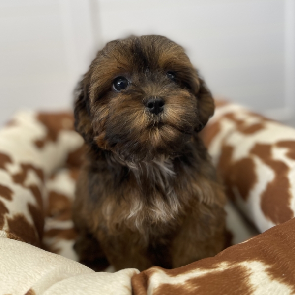 puppies for sale in boca raton