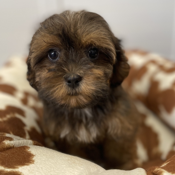 puppies for sale in boca raton