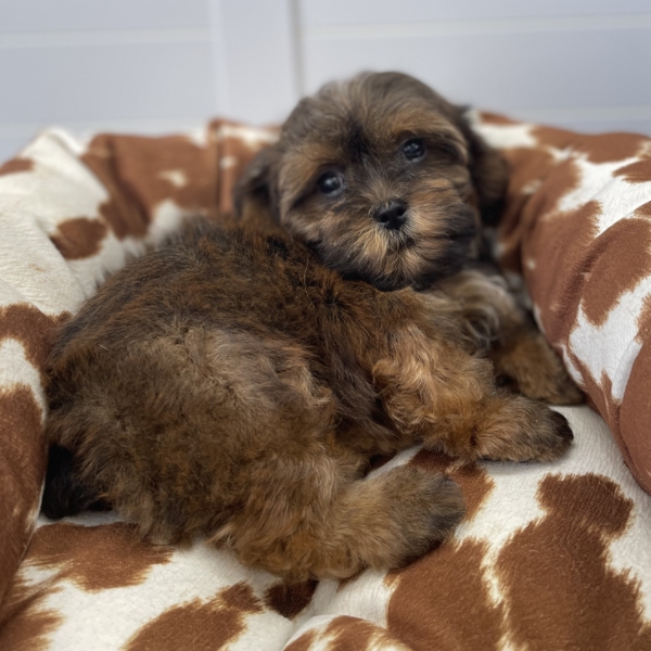 puppies for sale in boca raton