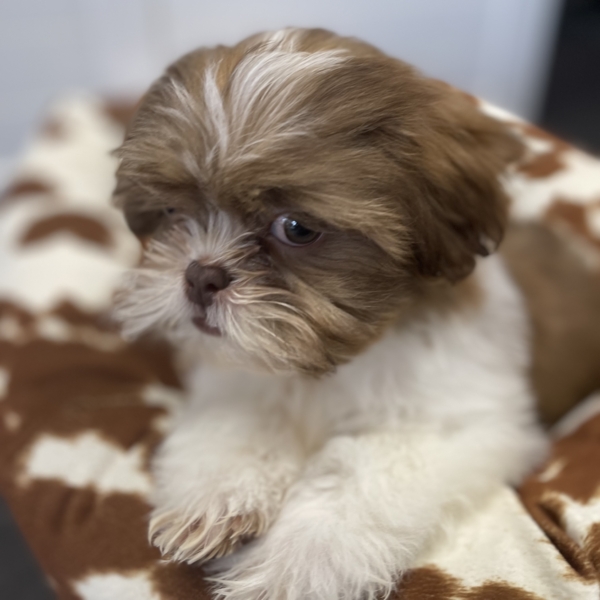 puppies for sale in boca raton