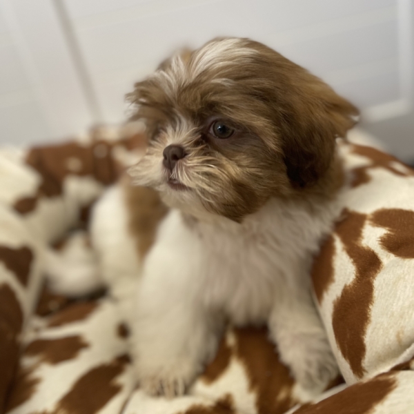 puppies for sale in boca raton