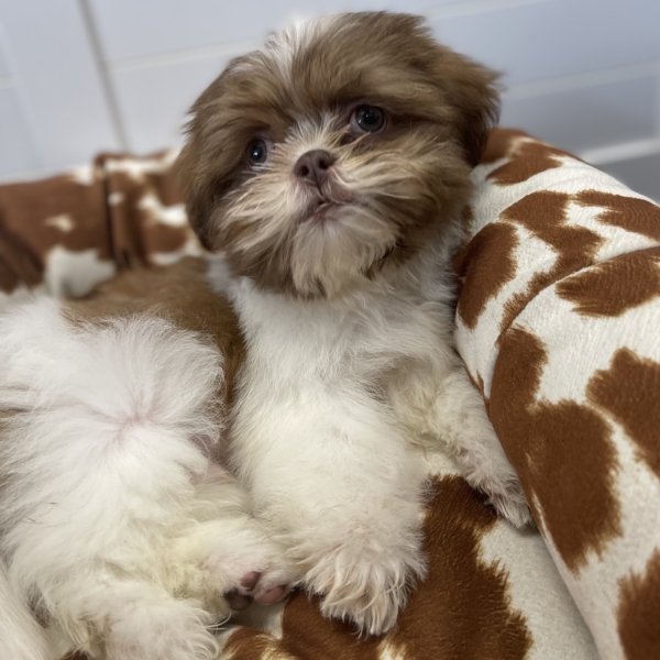 puppies for sale in boca raton