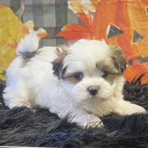 puppies for sale in boca raton