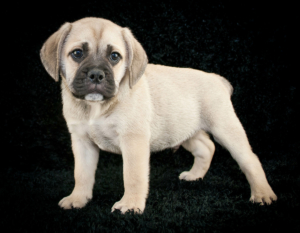 puppies for sale in boca raton