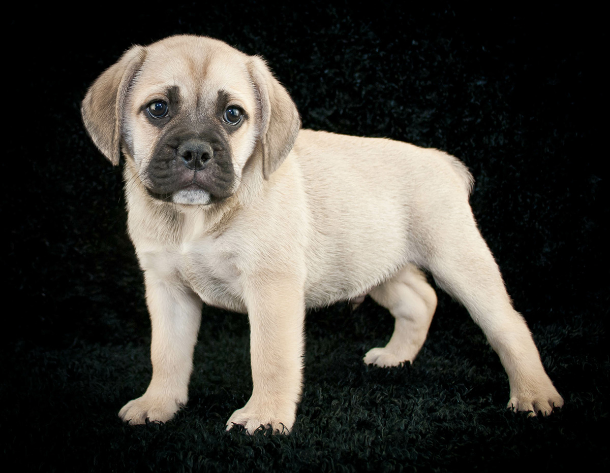 Beabull Puppies for Sale