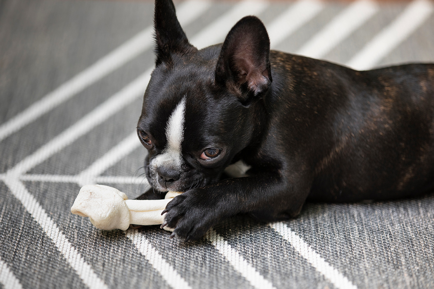 Frenchton Puppies for Sale