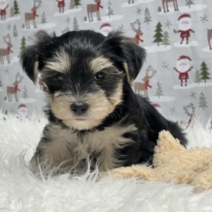 puppies for sale in boca raton