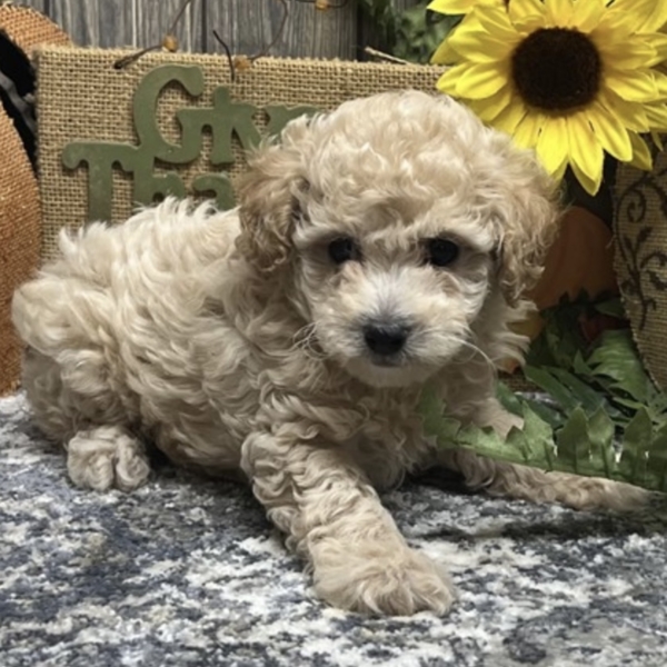 puppies for sale in boca raton