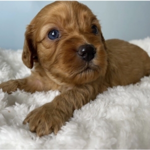 puppies for sale in boca raton