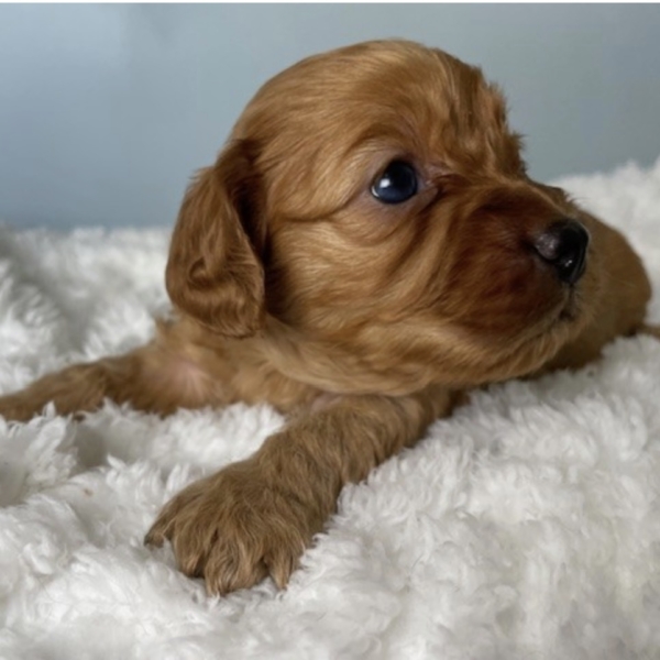 puppies for sale in boca raton