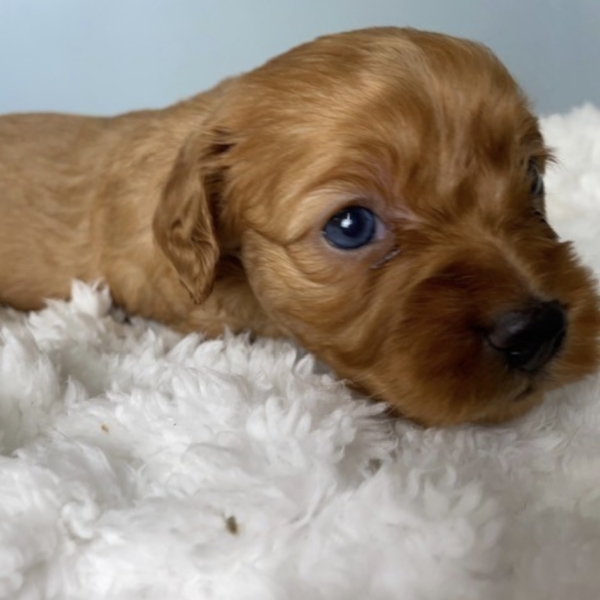 puppies for sale in boca raton