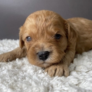 puppies for sale in boca raton