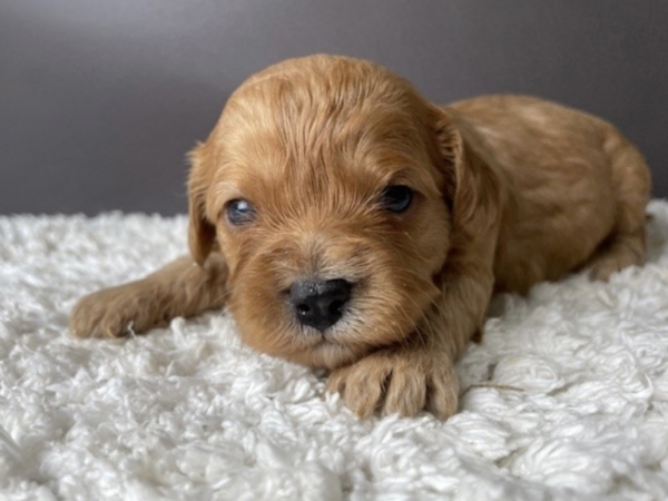 puppies for sale in boca raton