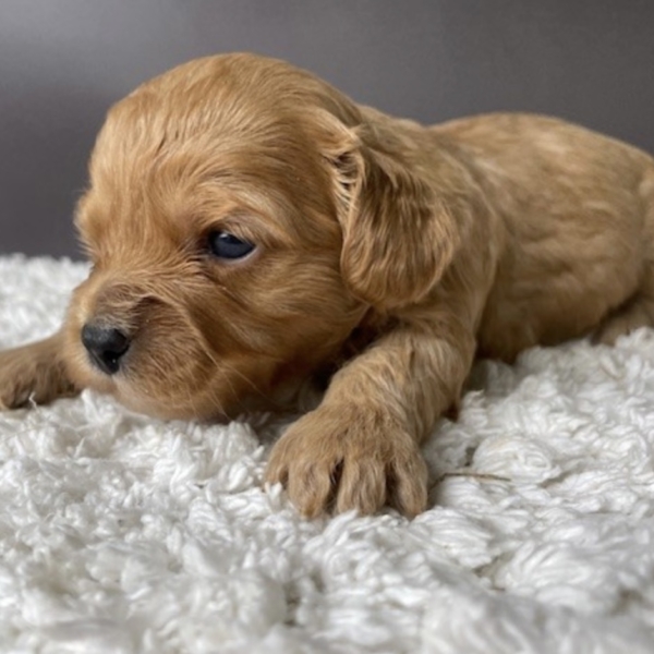 puppies for sale in boca raton