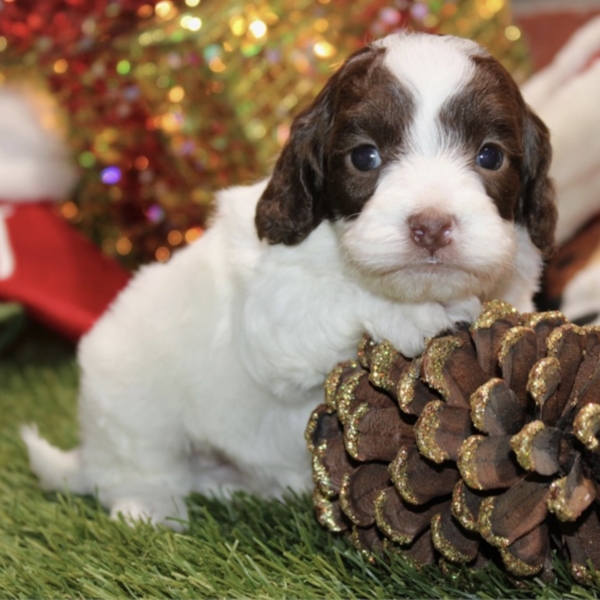 puppies for sale in boca raton