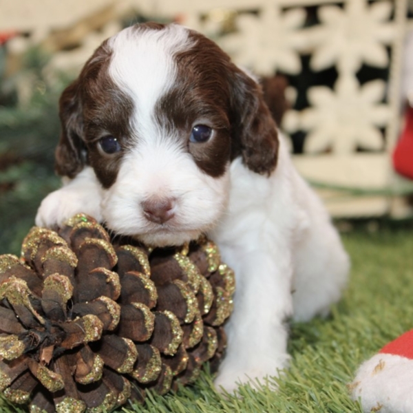 puppies for sale in boca raton