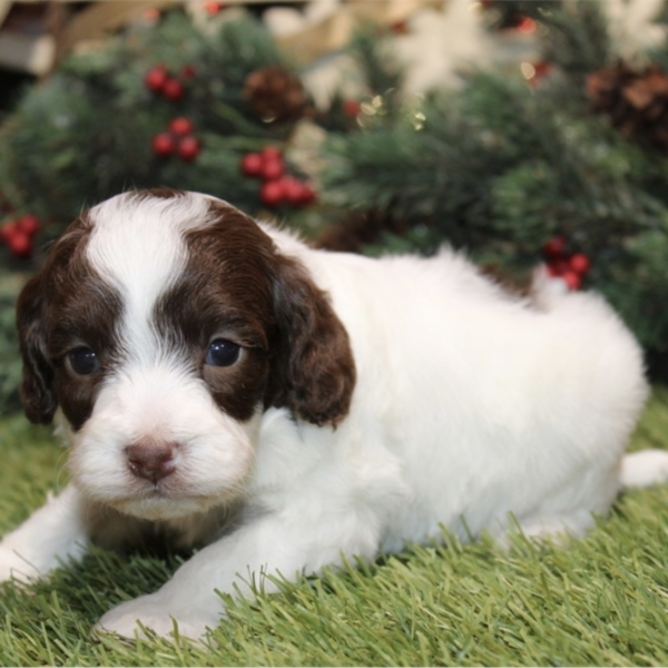 puppies for sale in boca raton