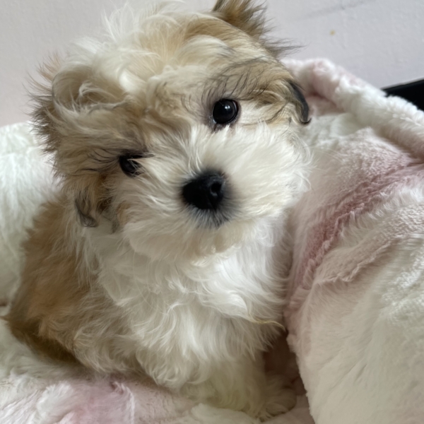 puppies for sale in boca raton