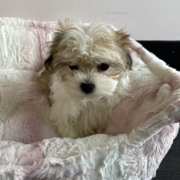 puppies for sale in boca raton