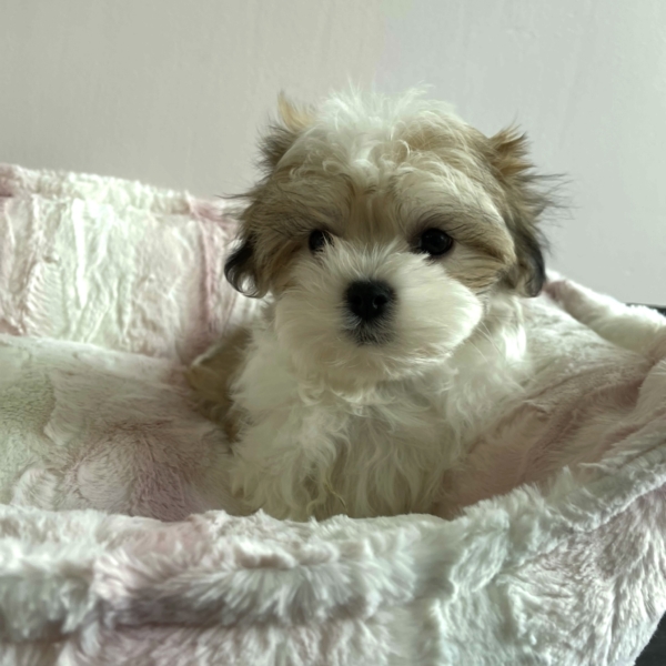 puppies for sale in boca raton