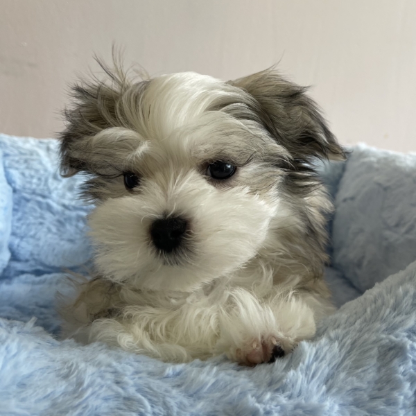 puppies for sale in boca raton