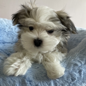 puppies for sale in boca raton