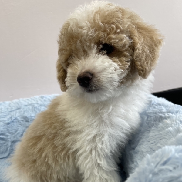 puppies for sale in boca raton