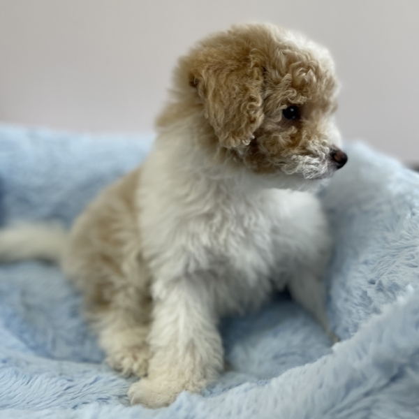 puppies for sale in boca raton