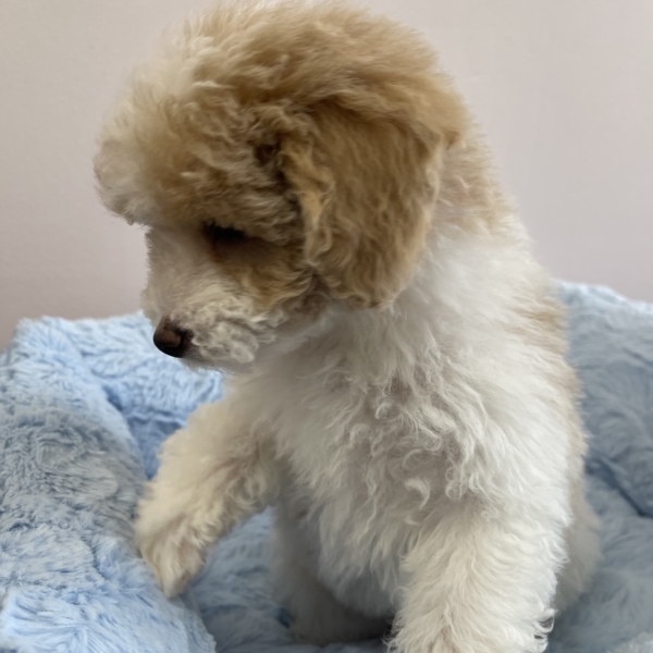 puppies for sale in boca raton