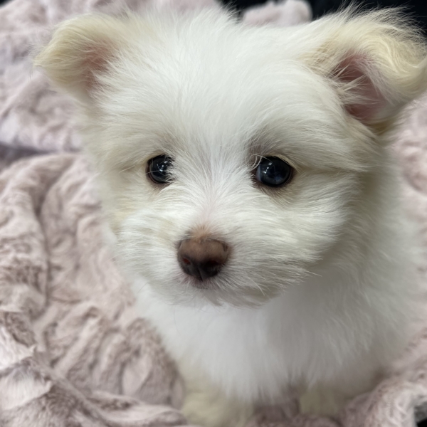 puppies for sale in boca raton