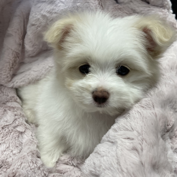 puppies for sale in boca raton