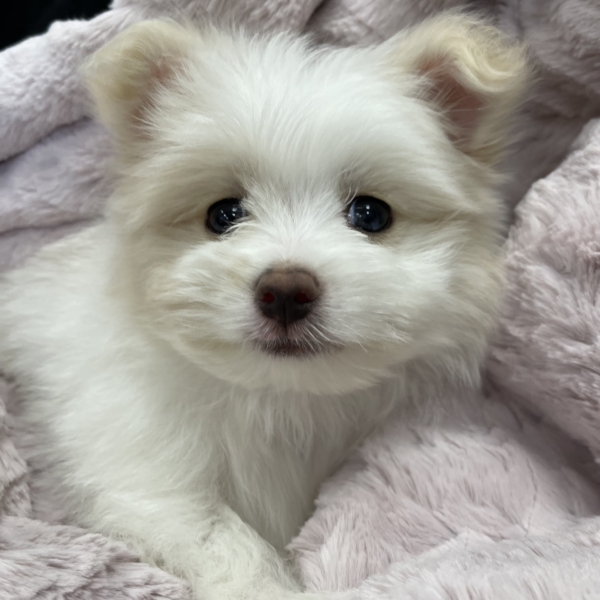 puppies for sale in boca raton