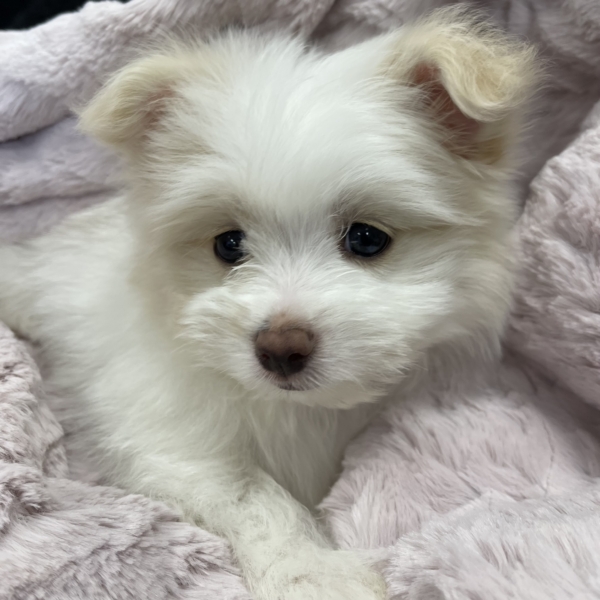 puppies for sale in boca raton