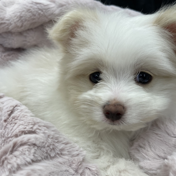 puppies for sale in boca raton