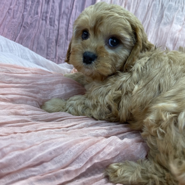 puppies for sale in boca raton