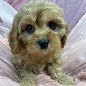 puppies for sale in boca raton