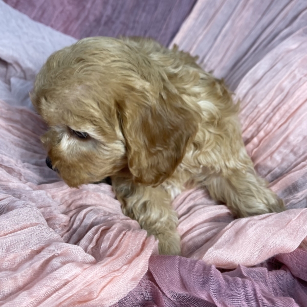 puppies for sale in boca raton