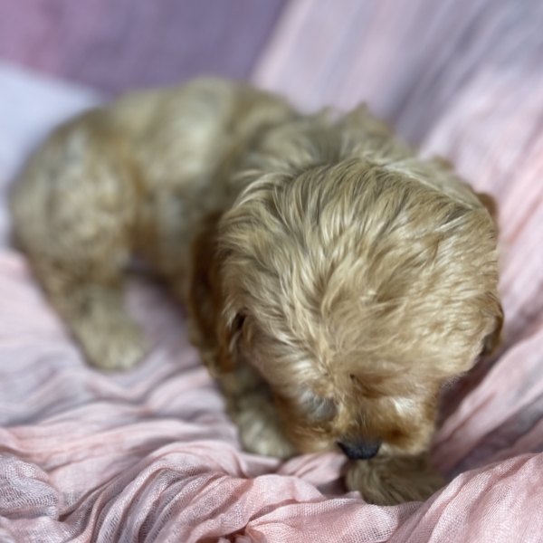 puppies for sale in boca raton