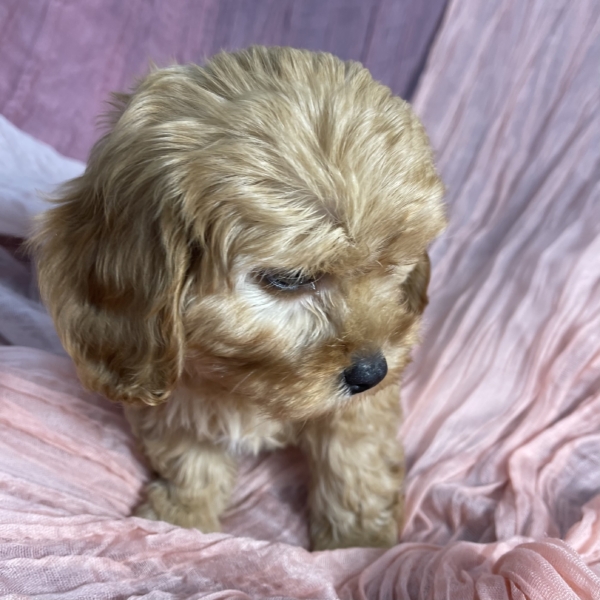 puppies for sale in boca raton