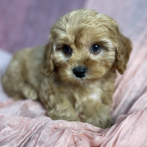 puppies for sale in boca raton