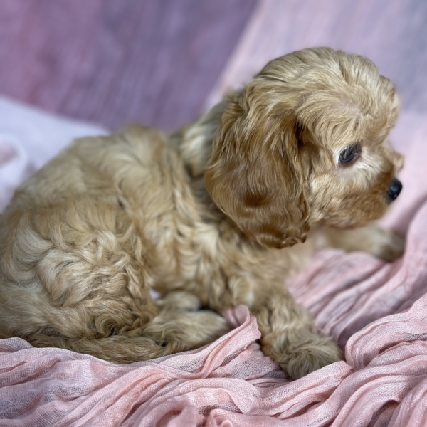 puppies for sale in boca raton