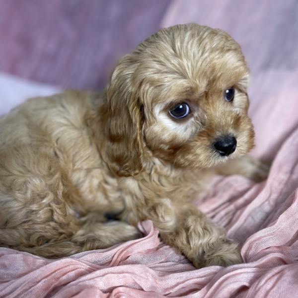 puppies for sale in boca raton