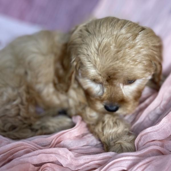 puppies for sale in boca raton