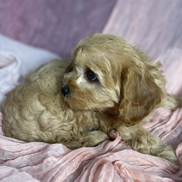 puppies for sale in boca raton