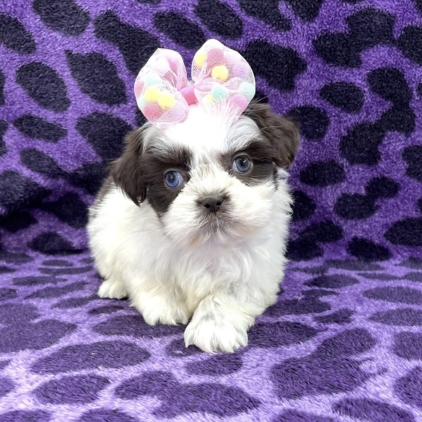 puppies for sale in boca raton