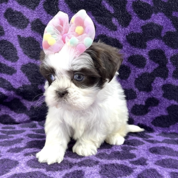 puppies for sale in boca raton