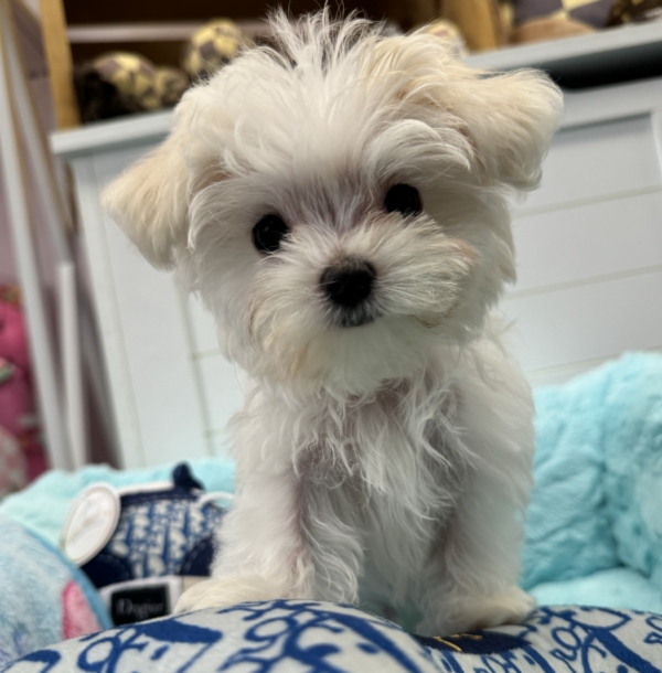 puppies for sale in boca raton