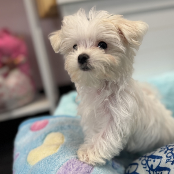 puppies for sale in boca raton