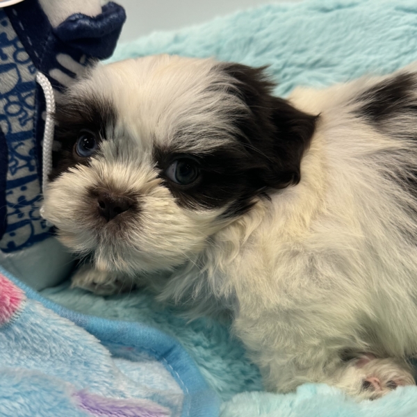 puppies for sale in boca raton