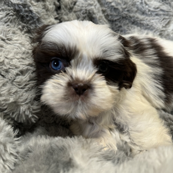 puppies for sale in boca raton